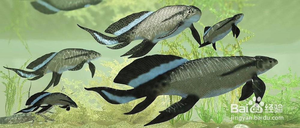 如何用肉眼鉴别鱼类常见体表病