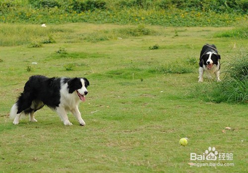 边境牧羊犬好养吗