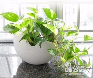 绿萝土壤发霉了怎么办