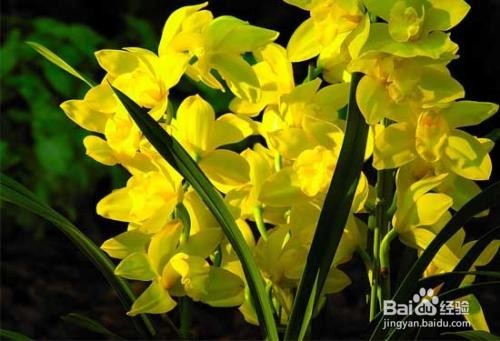 养殖兰花的心得体会