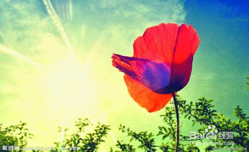 如何让水仙花开茂盛