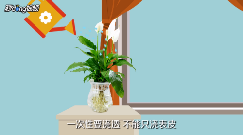 一帆风顺叶子发黄怎么办?