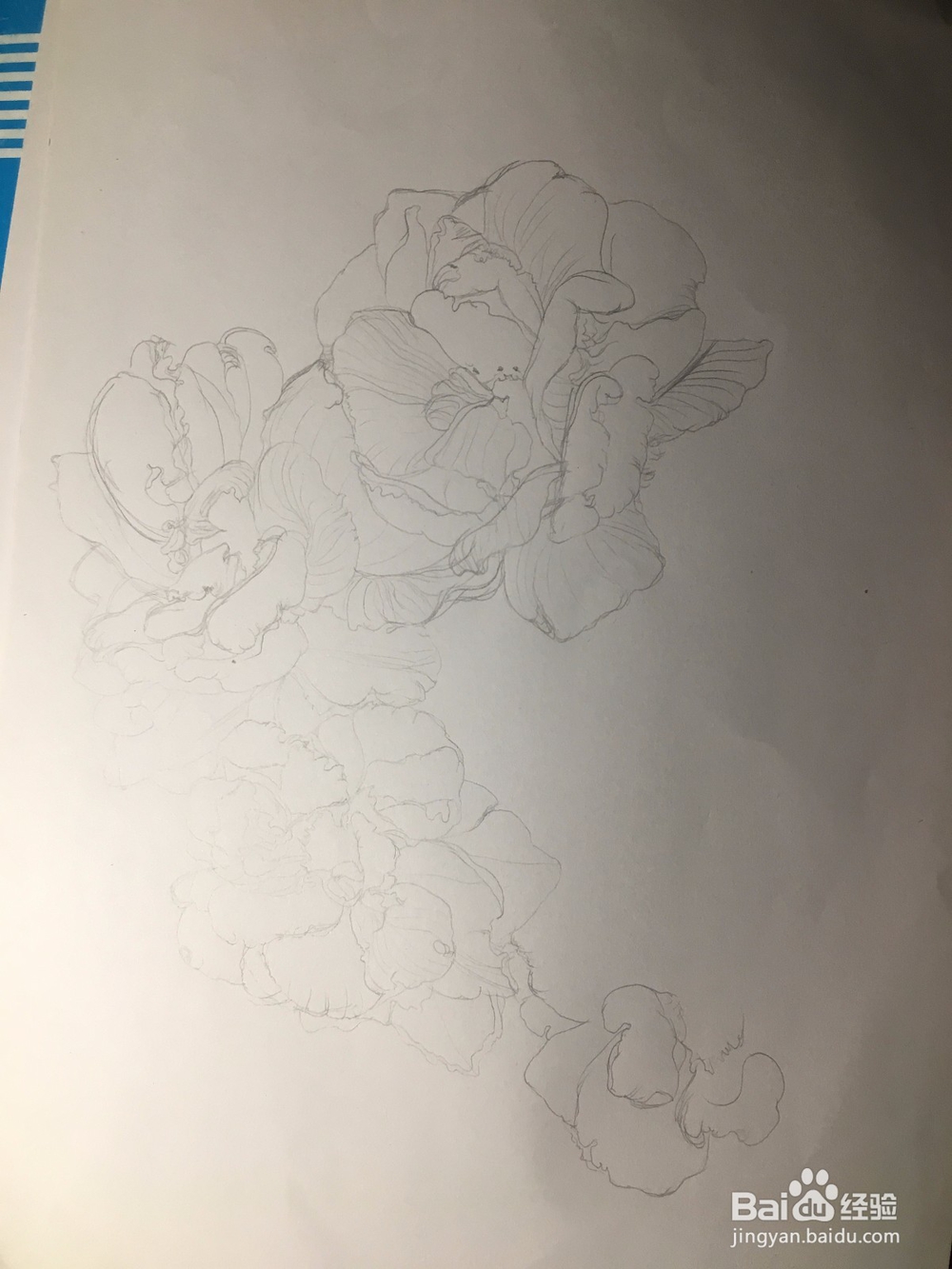 月季花的画法 月季简笔画 三朵月季的线描画教程