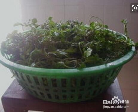 春天的野菜怎么做馅料