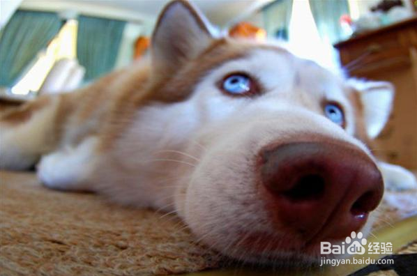 一岁的哈士奇怎样长肉