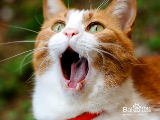 哪些猫适合老年人养?