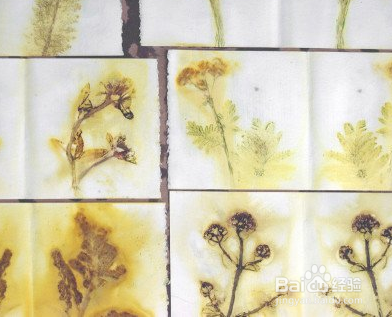 环保墙体野花装饰艺术