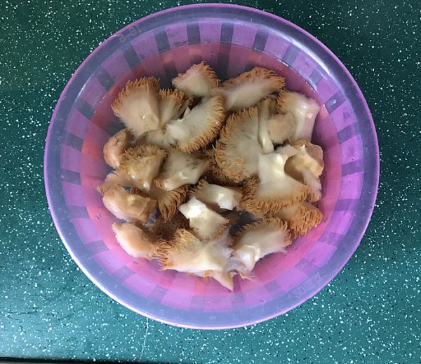 猴头菇烧鸡翅根