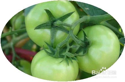 这样的蔬菜有毒,千万别吃