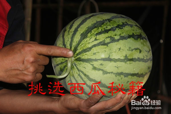 如何挑选西瓜、——挑选西瓜秘籍
