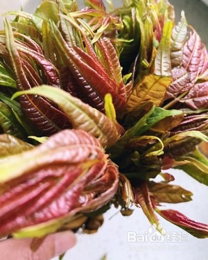 食补养生香椿芽拌豆腐的做法