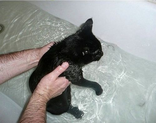 怎样给猫咪洗澡？