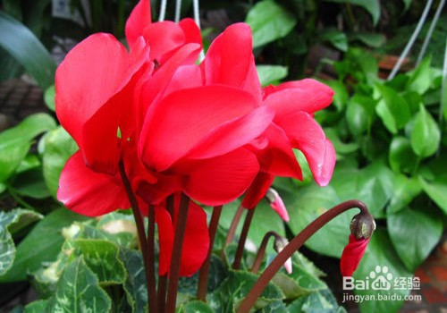 仙客来怎么发芽