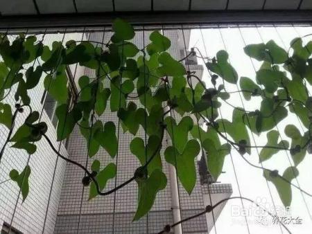 烂苹果、坏土豆别扔，这么做会有奇迹发生！