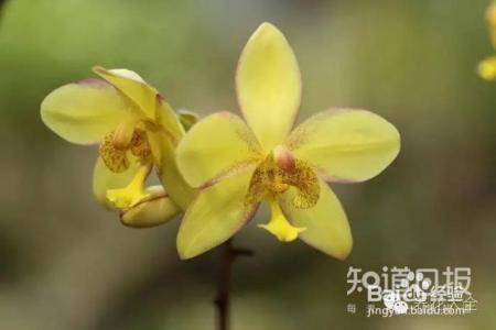 100种兰花品种图鉴，花开瞬间，艳冠群芳！