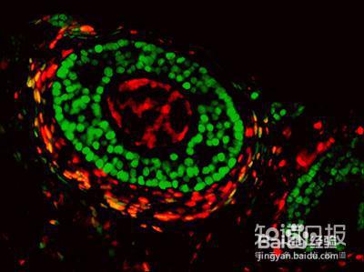 想要生宝宝，仅仅提供健康的卵子是不够的