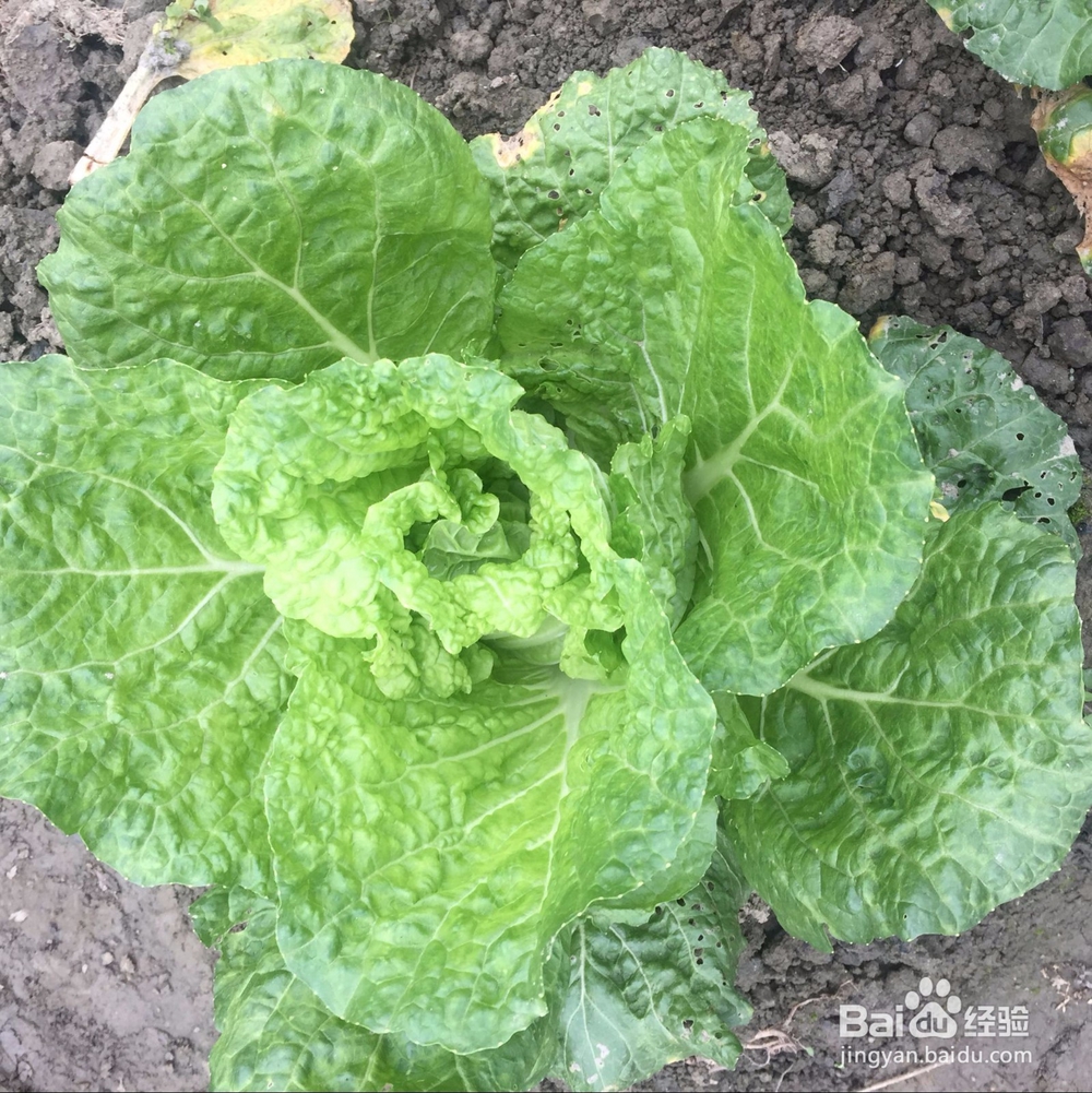 十一月末的时令蔬菜