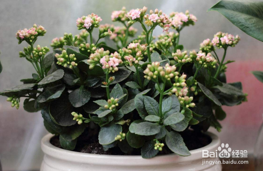 长寿花生虫怎么去除