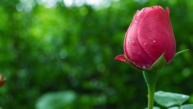 快速去痘痘的偏方，这些你造吗？