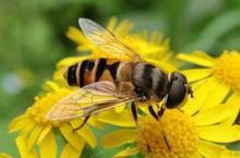 从蜂种进行蜂蜜分类,让您更好辨别蜂蜜好坏