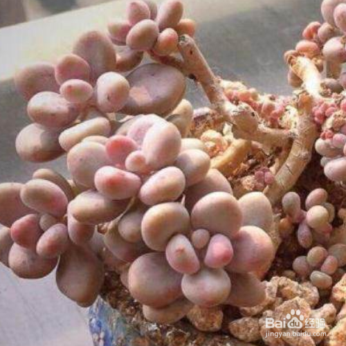 桃之卵叶片发皱长不肥该怎么处理？