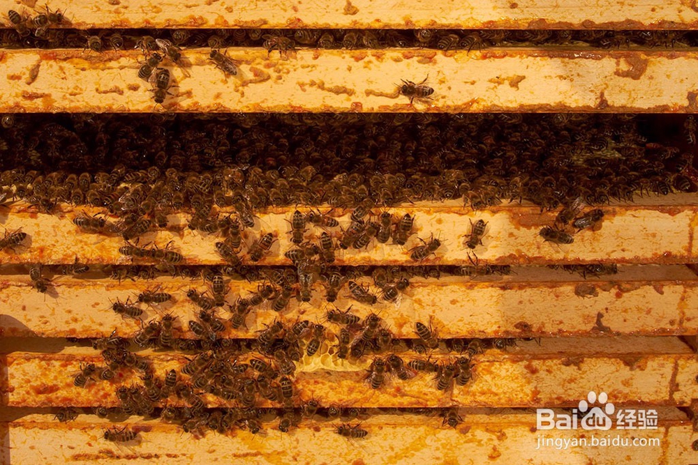 如何养蜂?养蜂的方法?