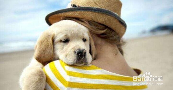 如何避免宠物(狗狗)成为小区的公敌?