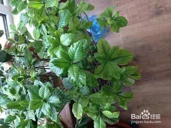 花儿灌点“柠檬水”，比“食醋果皮水”强10倍！