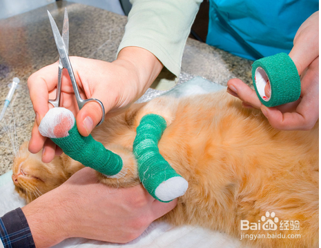 猫咪伤口发炎不愈合怎么办