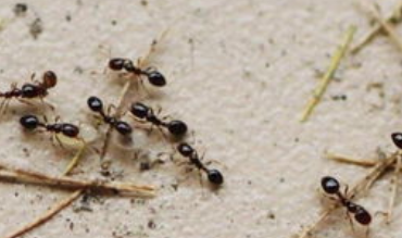 蚂蚁下雨天搬家的原因