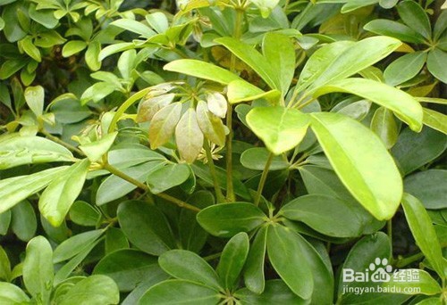 小叶发财树的养护与繁殖