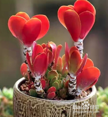 唐印冬天怎么养护