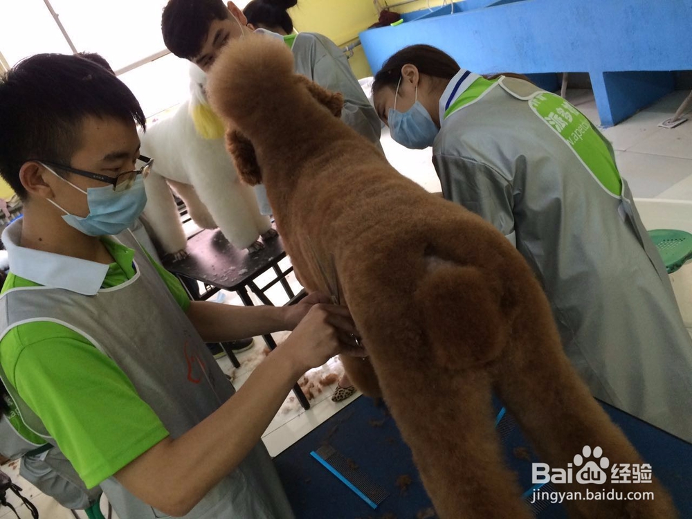 新乡好的宠物美容学校