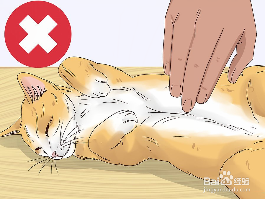 教你3种方法快速撸猫