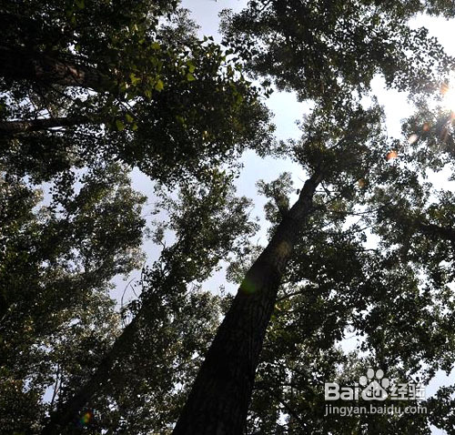 周末郊游烤串应该注意什么?