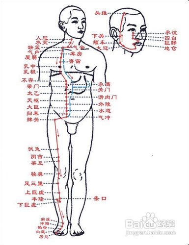中医经络知识之足阳明胃经图解