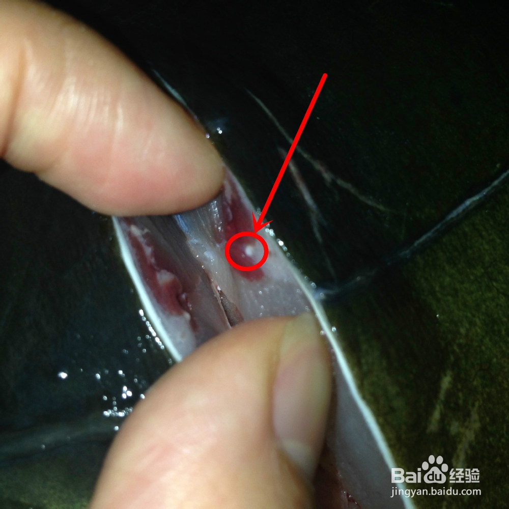 吃鲤鱼如何给鲤鱼抽筋?