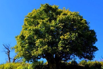 <b>怎样泡红茶最好喝</b>