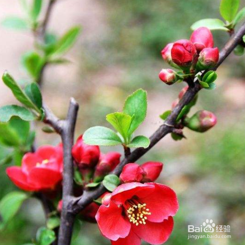 红梅盆栽的养殖方法和注意事项