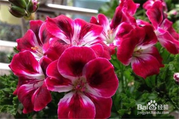 天竺葵的养殖方法和注意事项有哪些？