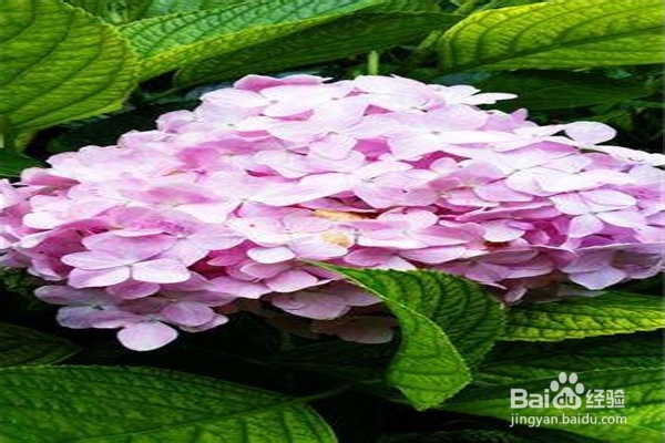 绣球花的注意事项和养殖方法是什么?