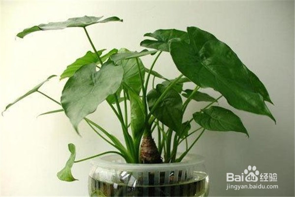 滴水观音应该怎么养