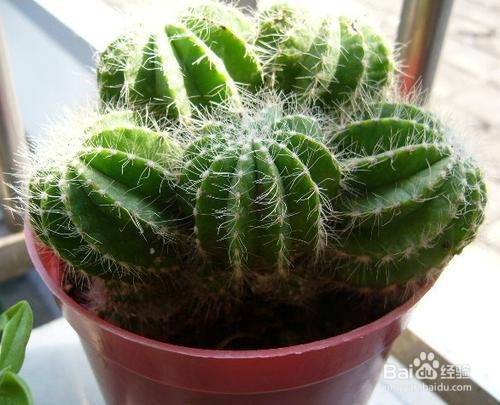仙人掌的养殖方法