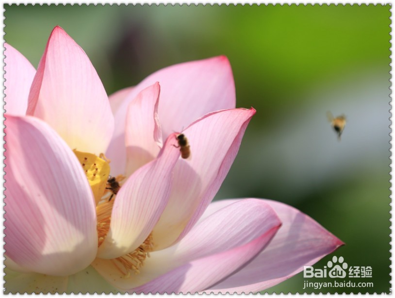 怎样拍摄蜜蜂蝴蝶与鲜花？