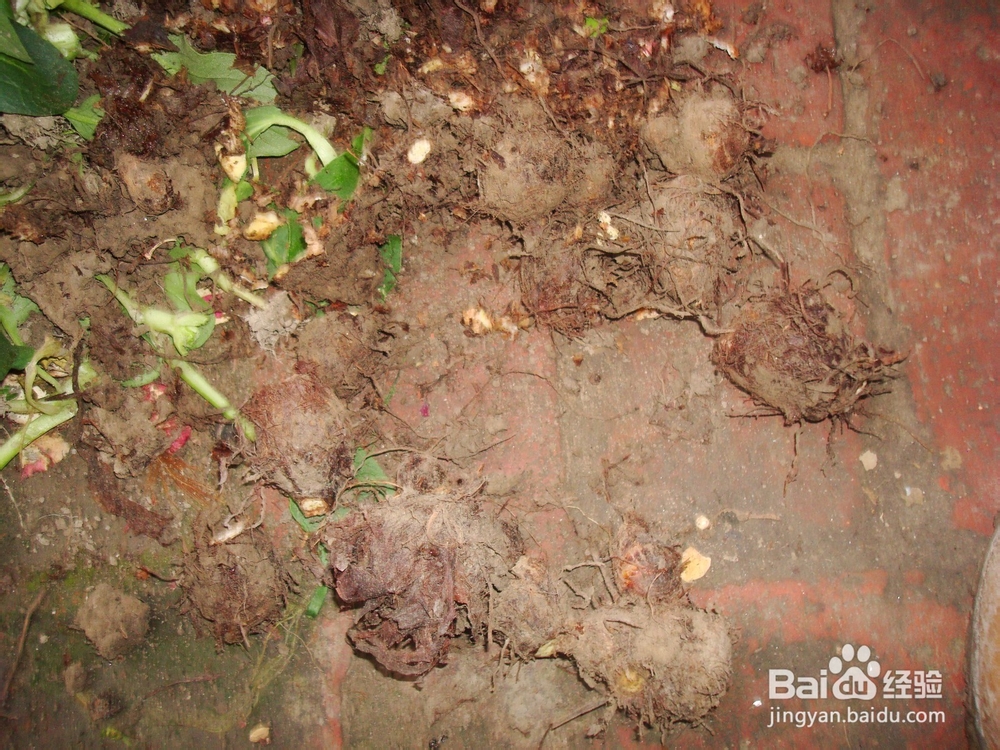 养生汤－女人最爱的素汤