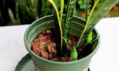 虎皮兰长得慢怎么解决？