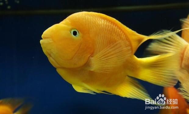 怎么正确饲养鹦鹉鱼