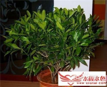 平安树叶子发黄掉落怎么办