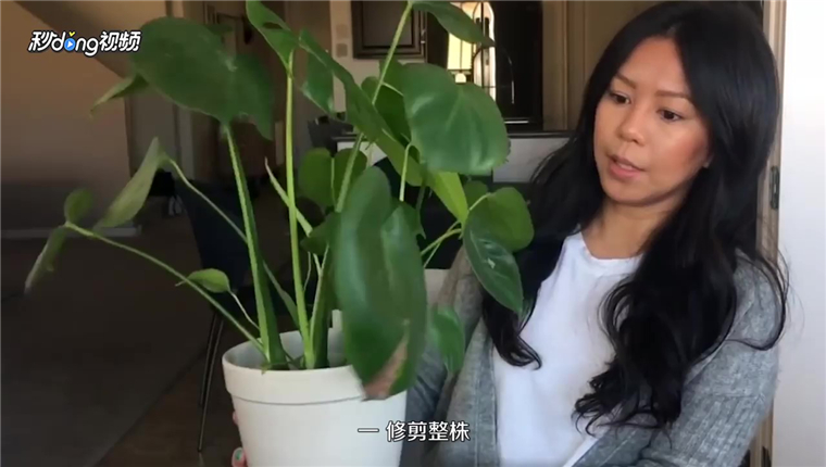 龟背竹怎么修剪