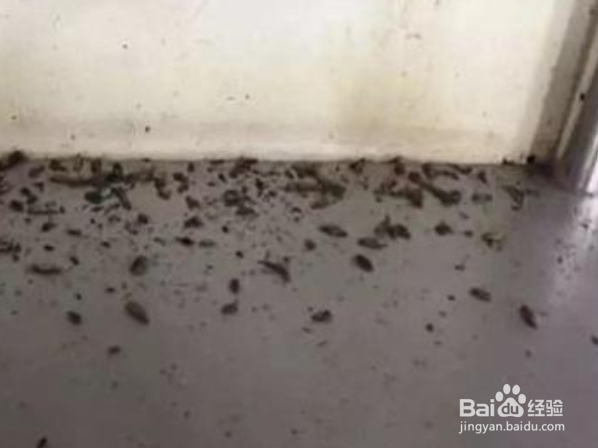 蟑螂的卵怎么清除